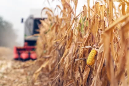 Soja, maíz y sorgo tendrán una baja gradual hasta 2028