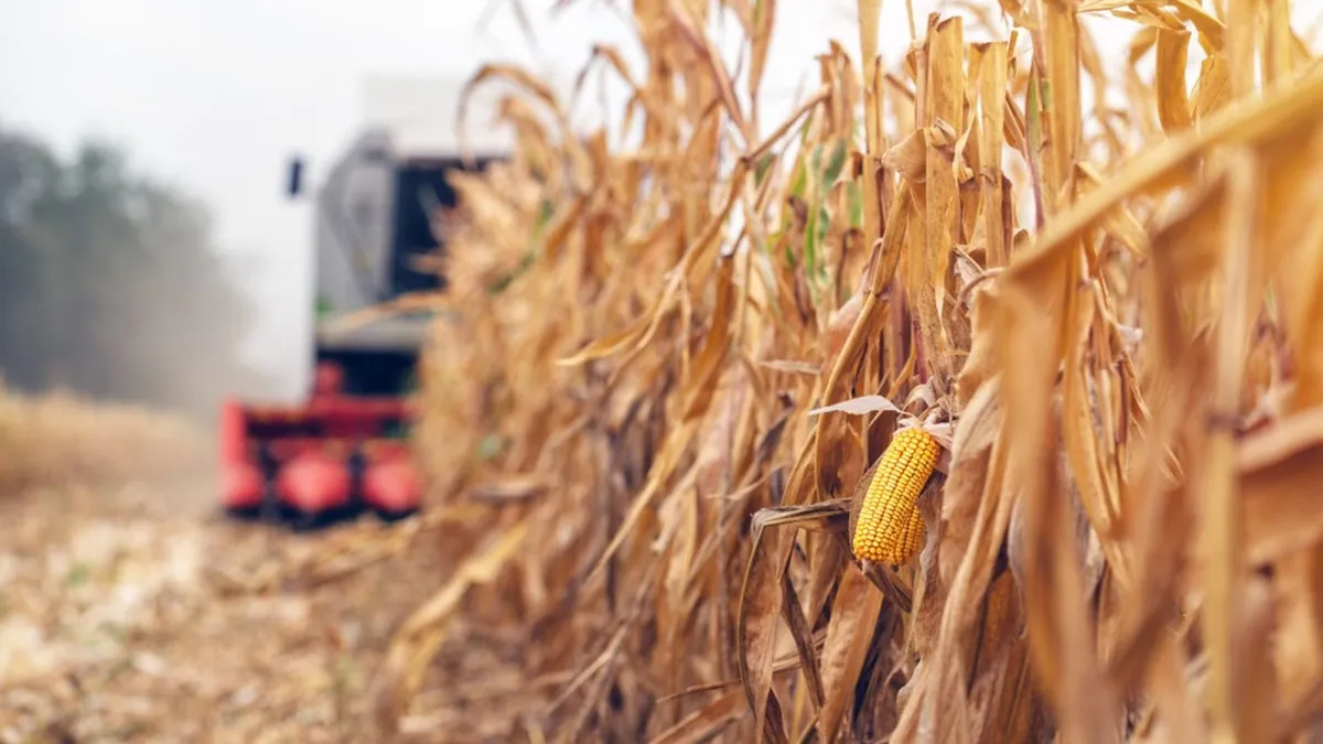 Soja, maíz y sorgo tendrán una baja gradual hasta 2028